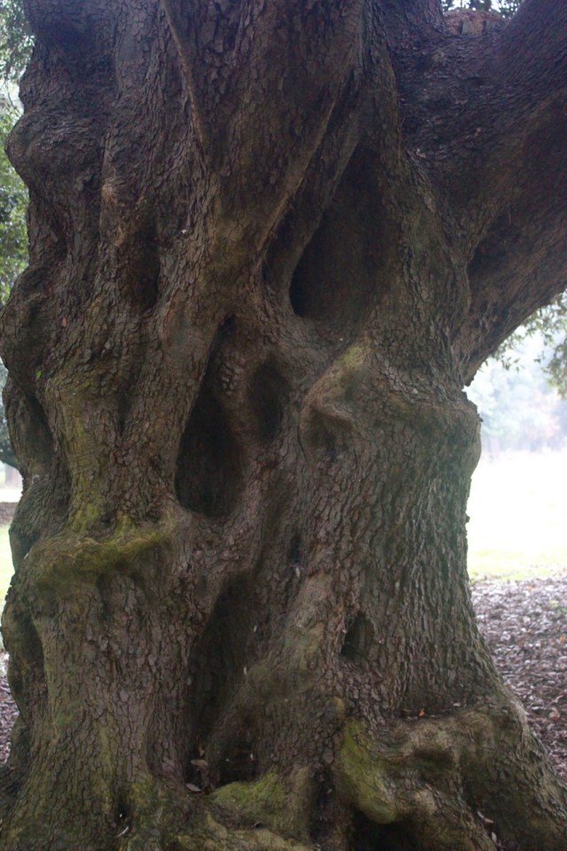 Spooky face in the tree