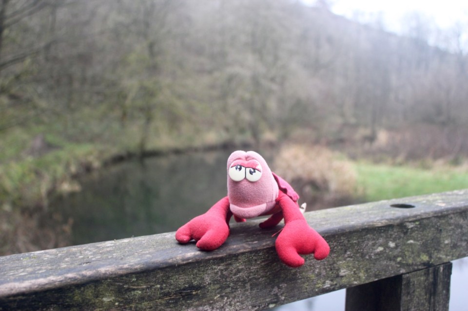 Travelling Lobster on a bridge near Ilam's Rock