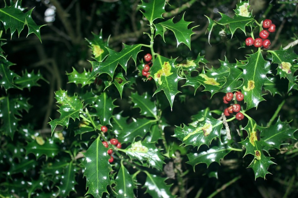 Festive holly