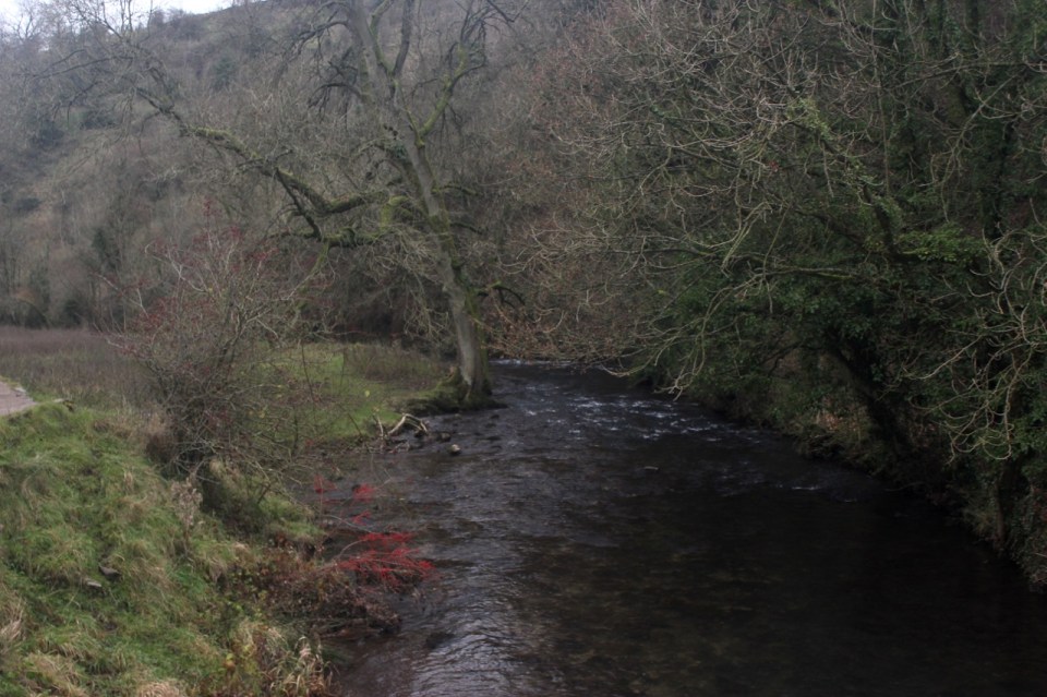 Berries in abundance