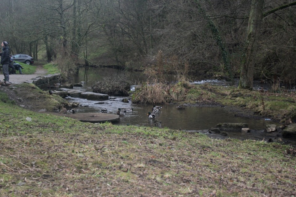 Mallards waiting to ambush unwary picnic'ers