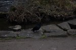 Hungry crow