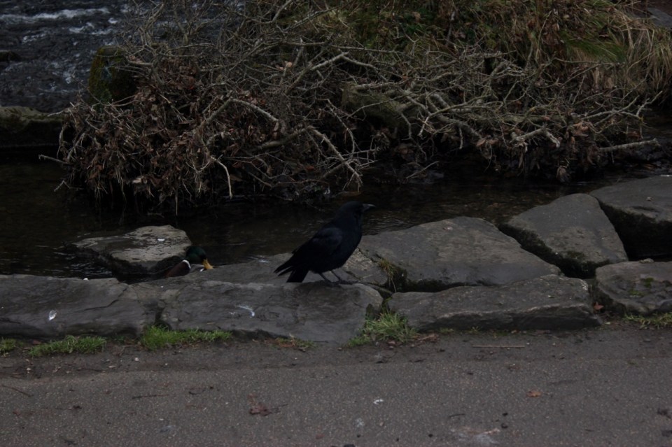 Hungry crow