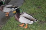 Mallard 1, ready to pounce