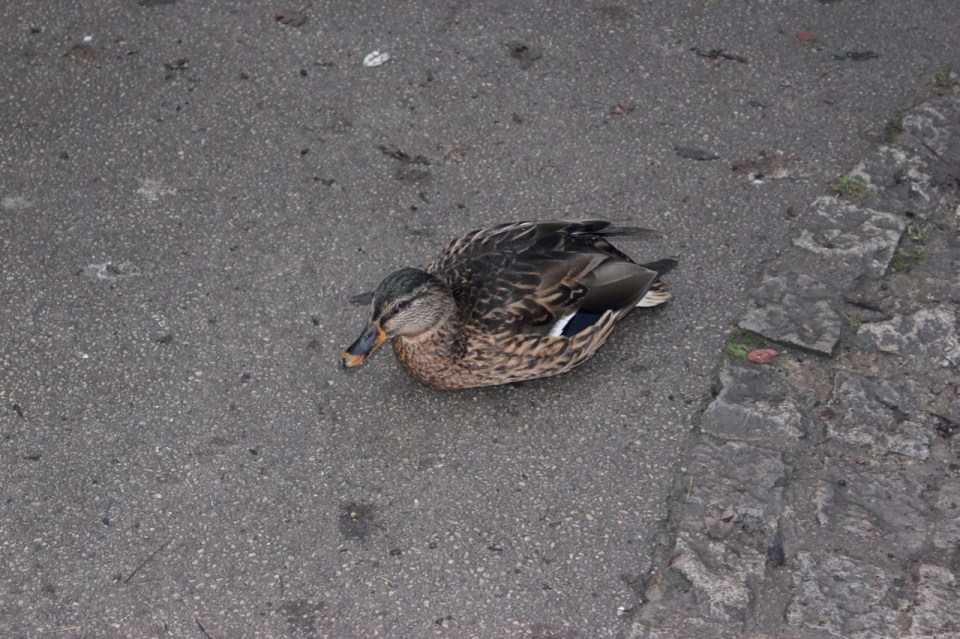 Mallard 2, trying to look all innocent
