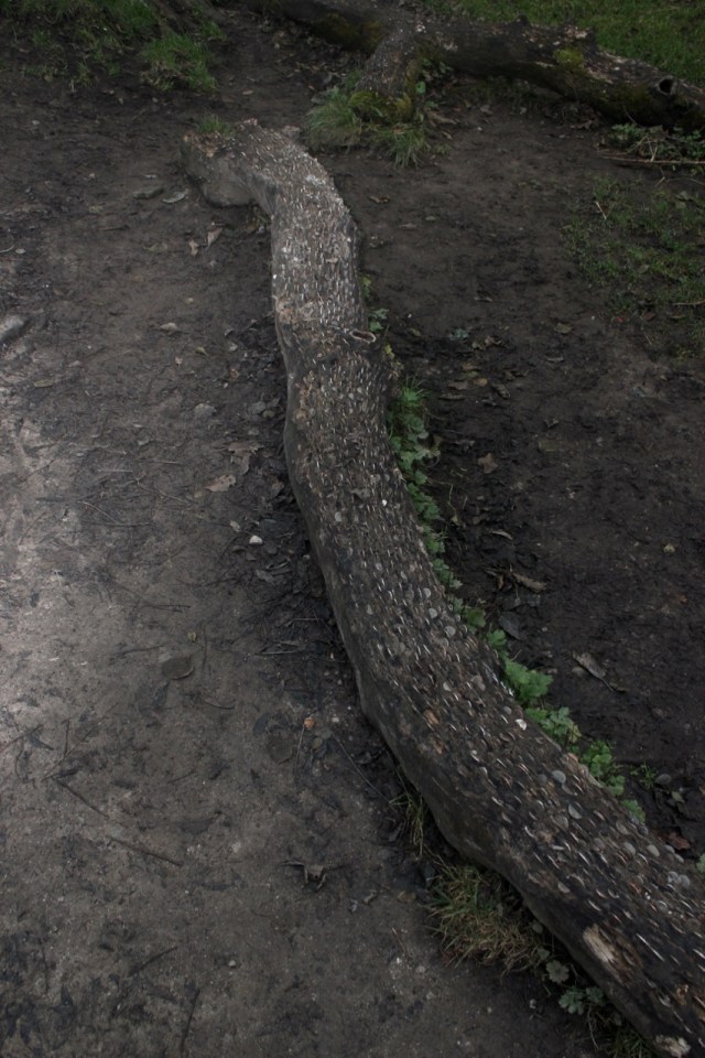 Coin studded wishing log