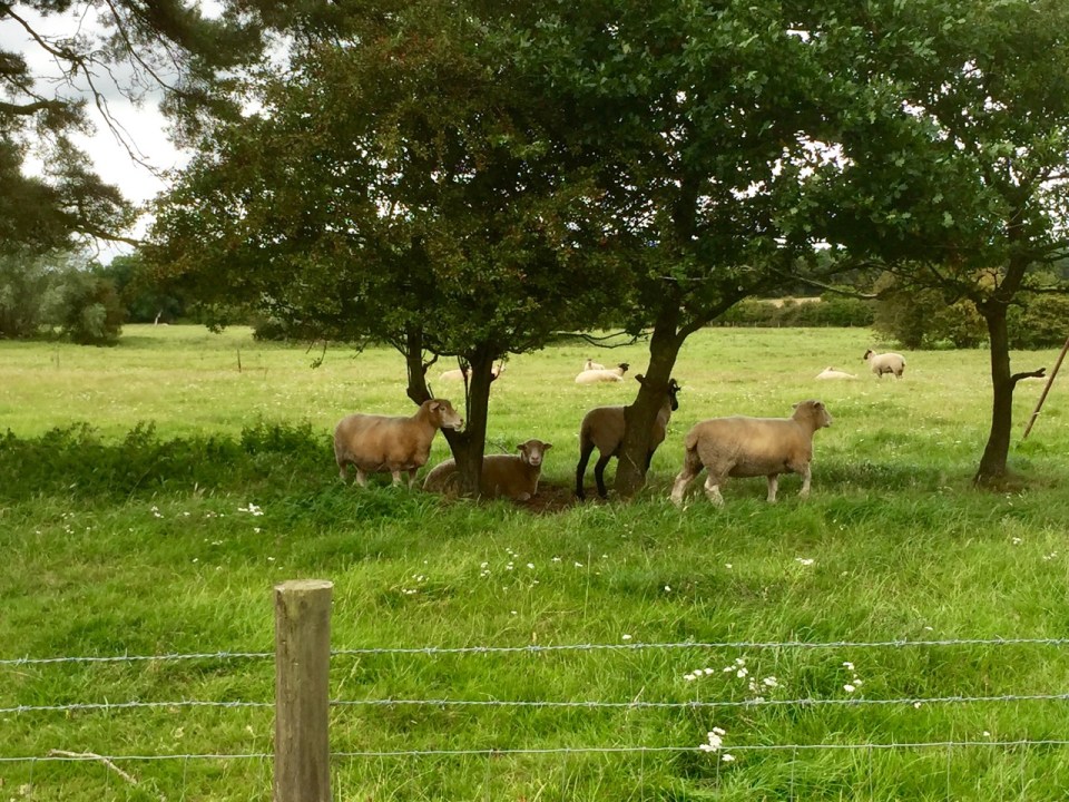 Sheep...my old nemesis...plotting already on how to disrupt my journey