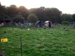 Campsite chickens