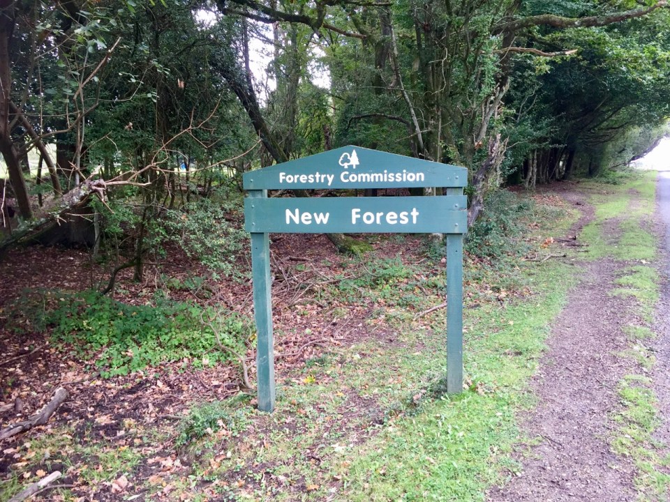 Made it to the New Forest