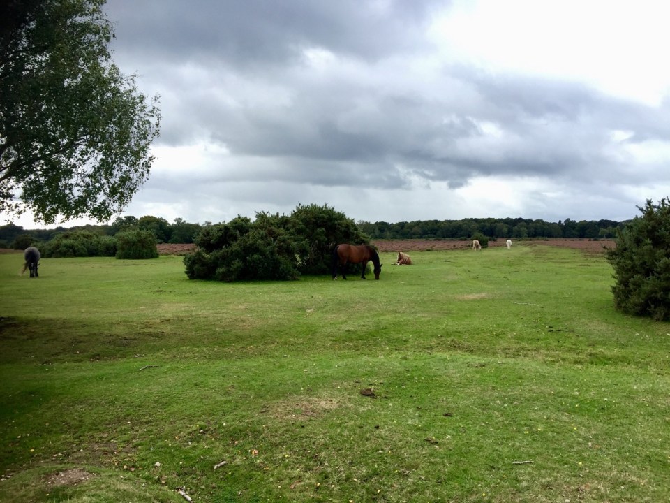 New Forest - more ponies