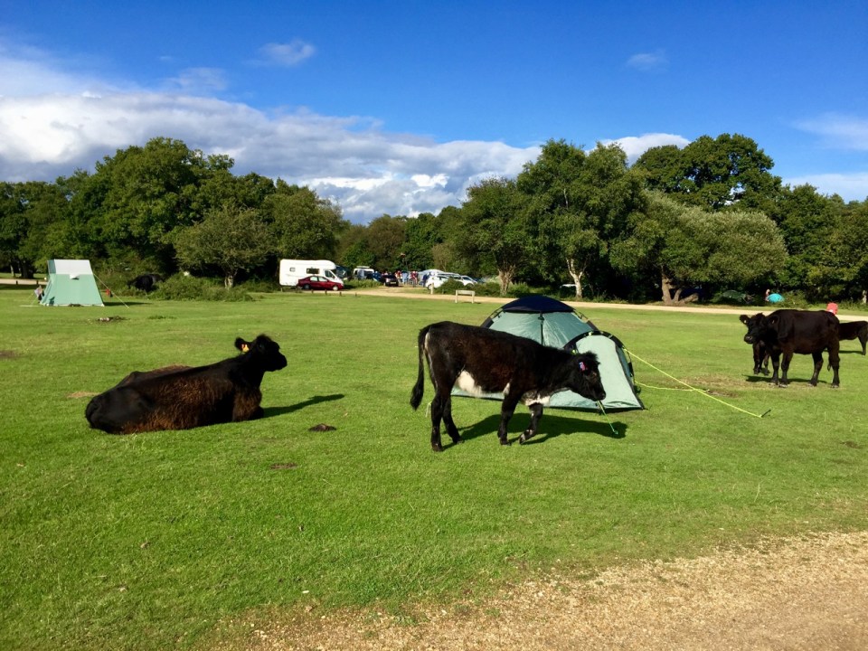 New Forest - Ashurst campsite - tents under siege by cows