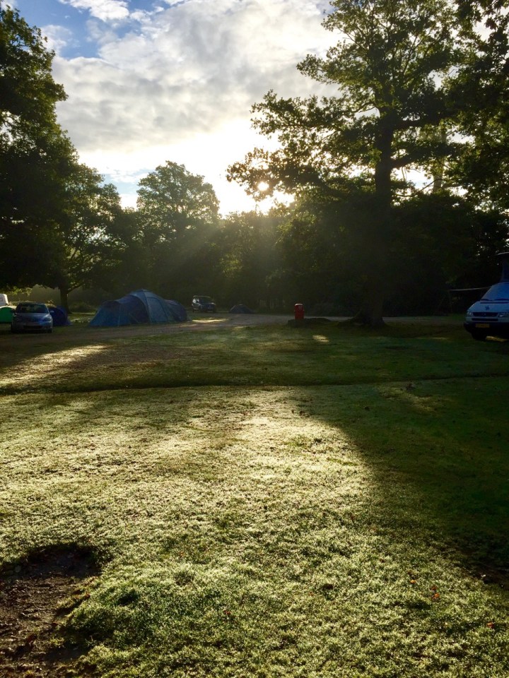 Sunrise over the trees