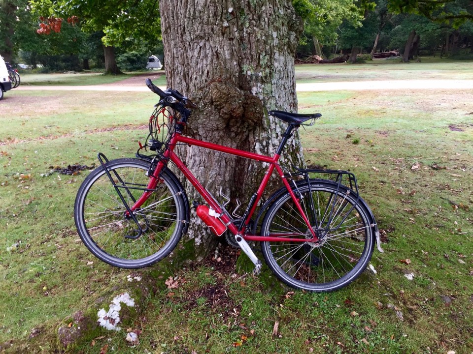Smaug - survived the thunderstorm under an oak