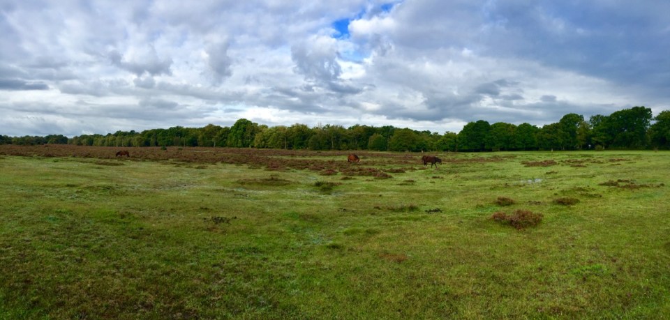 A typical New Forest morning - everything smelt nice