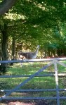 Llamas near Heathfield - not sheep, all good