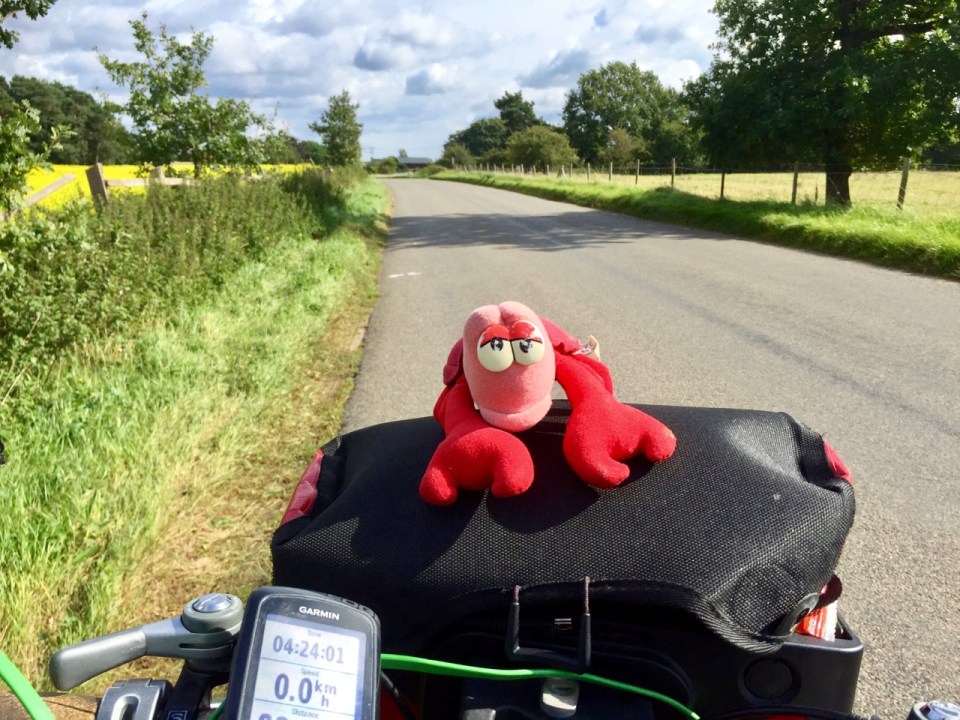 Pedalling through Thetford Forest - Lobster helping