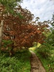 Autumn colours - although horse chestnuts always early due to the moth damage