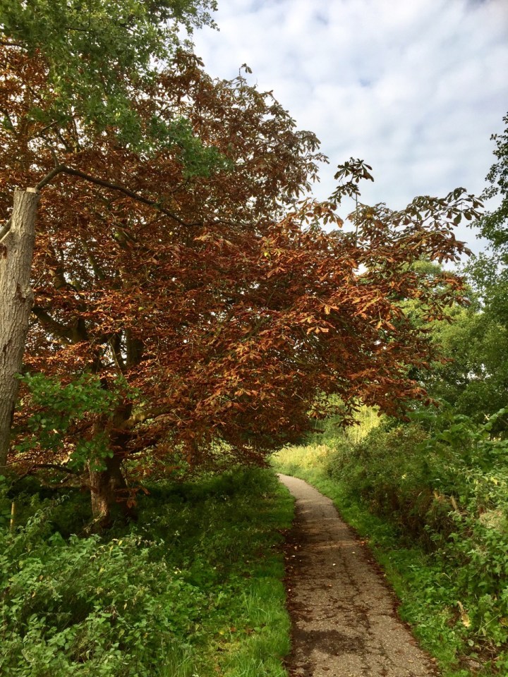 Autumn colours - although horse chestnuts always early due to the moth damage