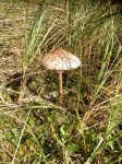 Parasol Mushroom