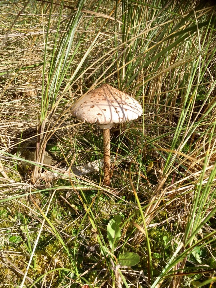 Parasol Mushroom