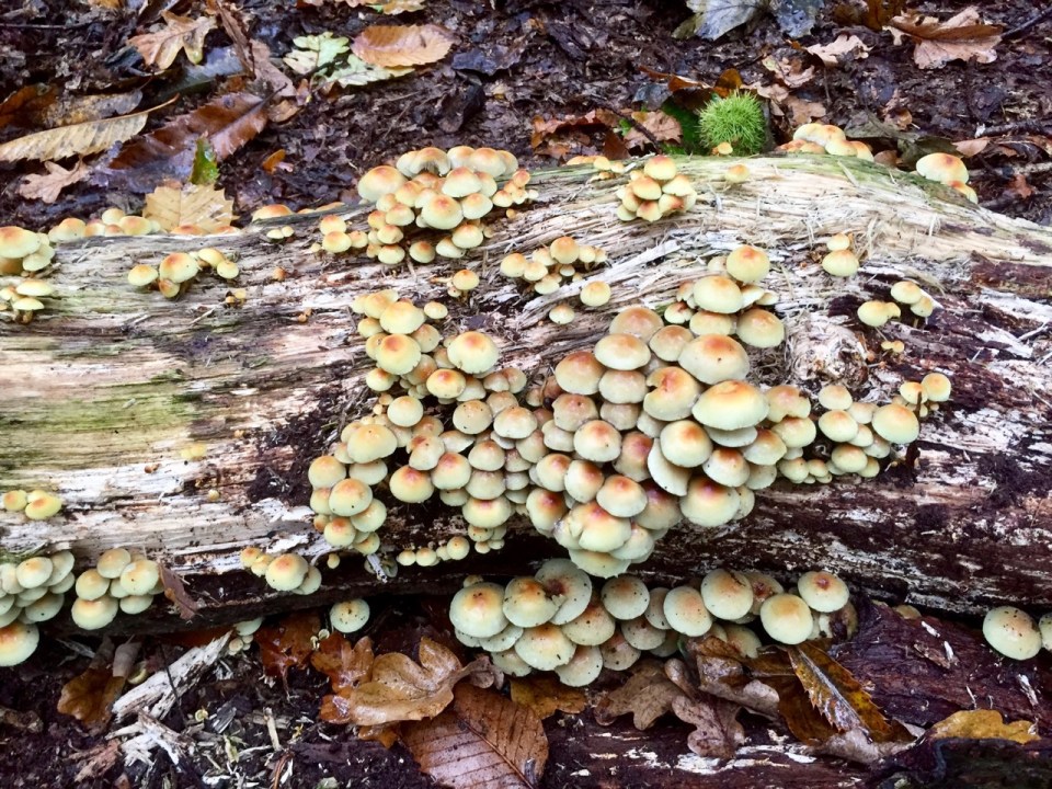 Fungi hunting at Felbrigg