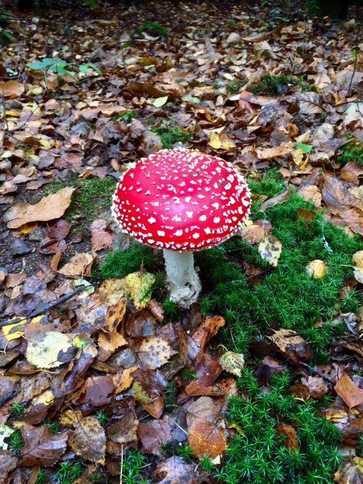 Fly Agaric - striking, but not to be tasted