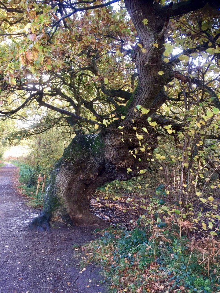 Veteran oaks stand guard