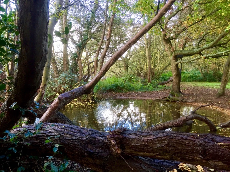 Hidden pools where otters sometimes play