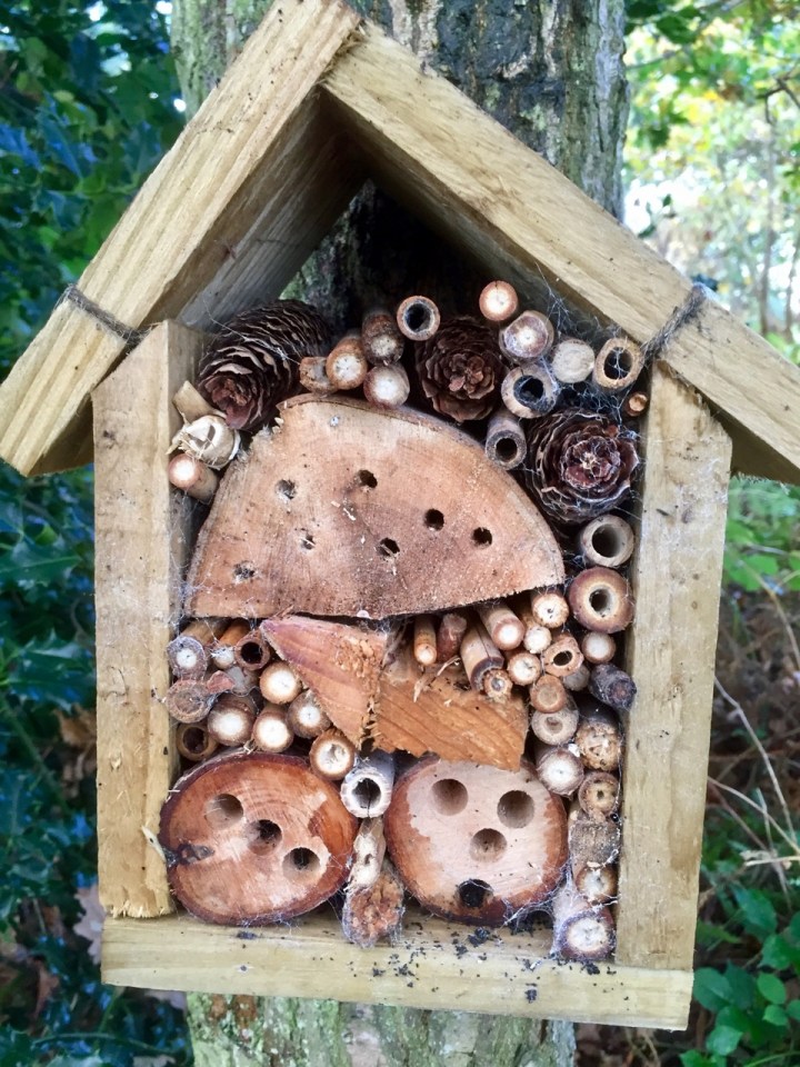 Bee boxes - home for insects