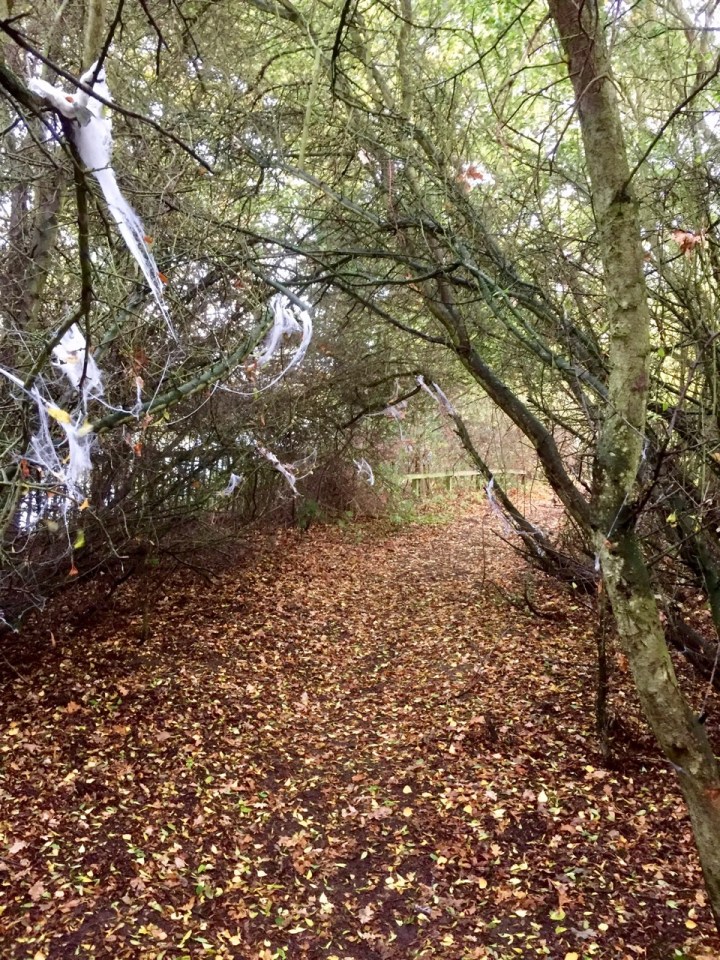 Remnants of Halloween - spiderweb tunnel