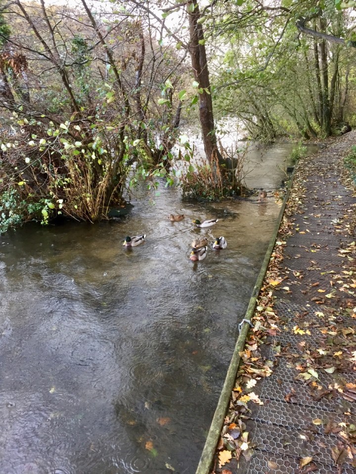 Ducks patrol in gangs, demanding bread