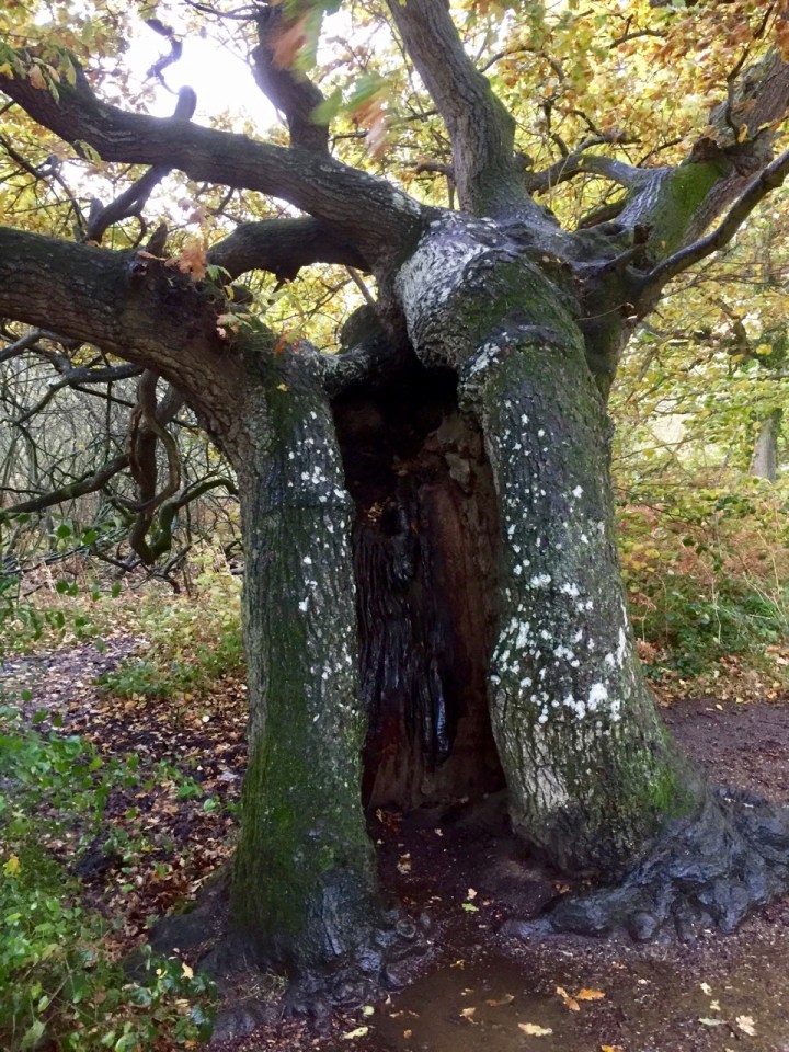 Old oak, doorway to another world?