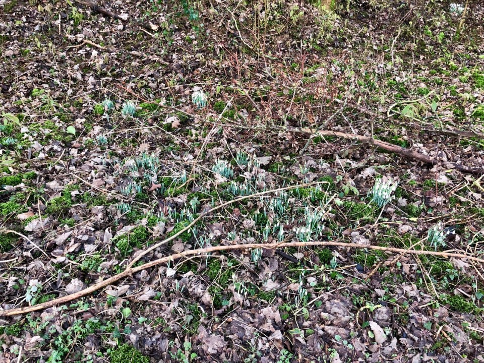 Snowdrops appearing