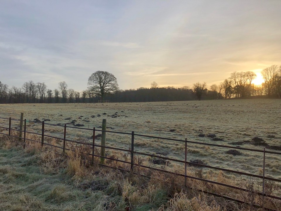 Bare trees will soon be in bud