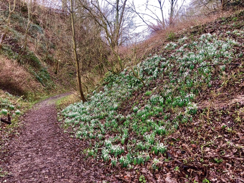 Snowdrop covered bank