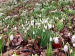 Snowdrops awakening for the day