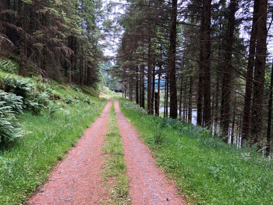 Trail on the west side of Loch Eck