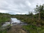 Knapdale Forest Beaver Trial