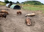 Kerrera Island pigs 2