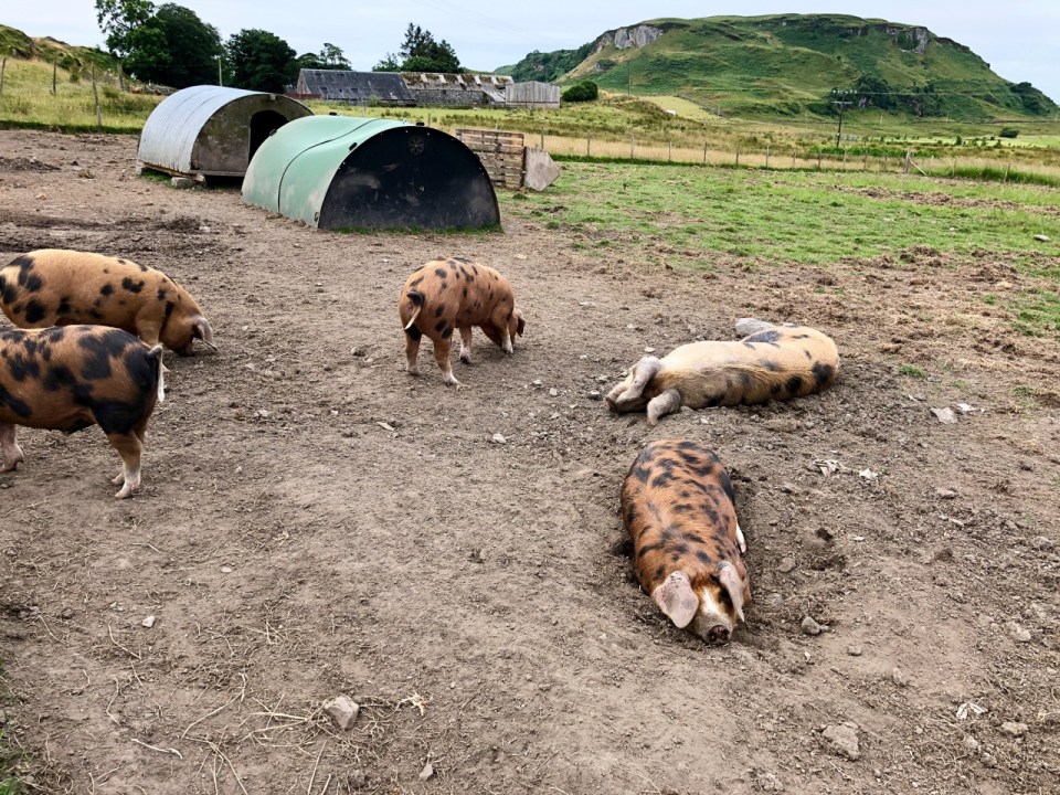Kerrera Island pigs 2