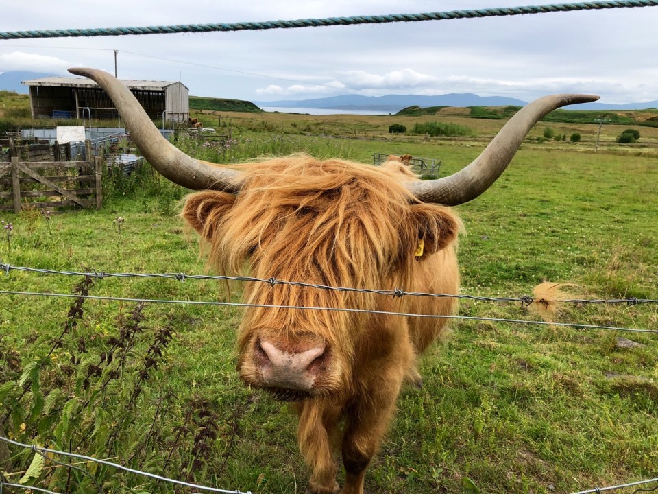Highland Cattle