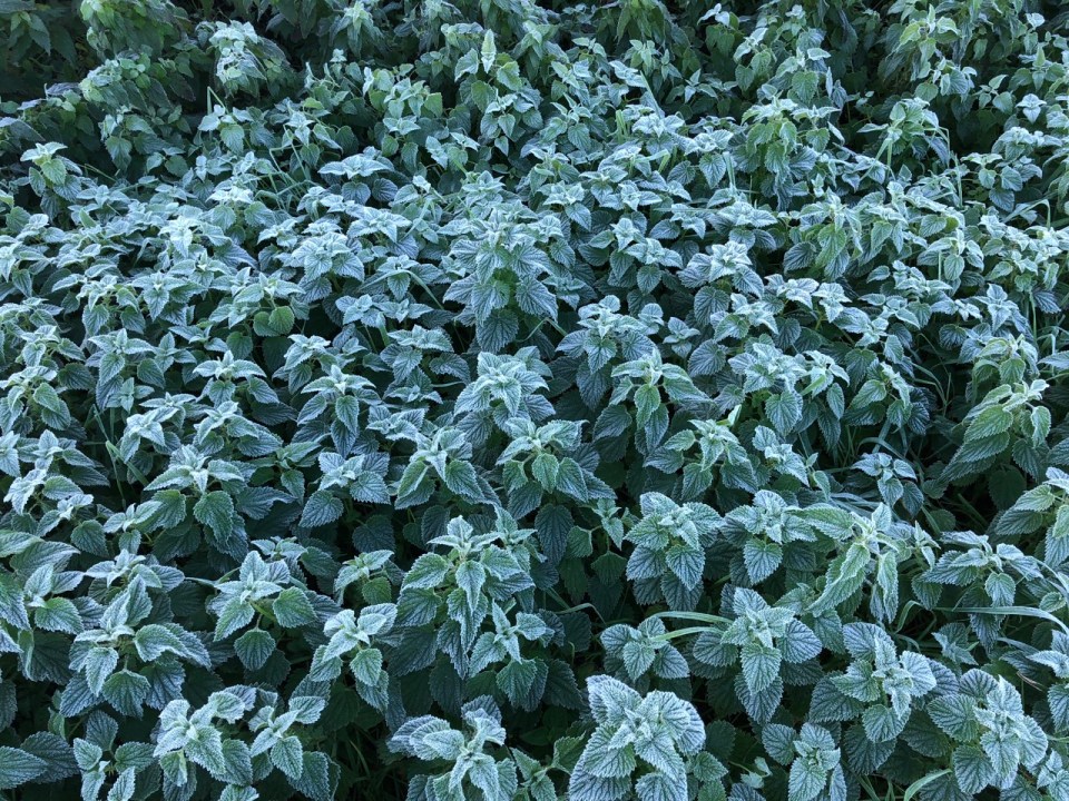 Nettles in the year's first frost