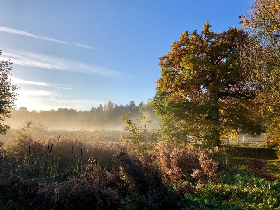 Mist amongst the Oaks
