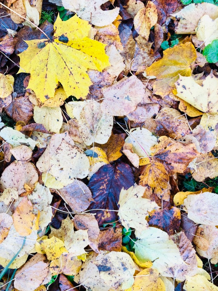 All the leaves are brown