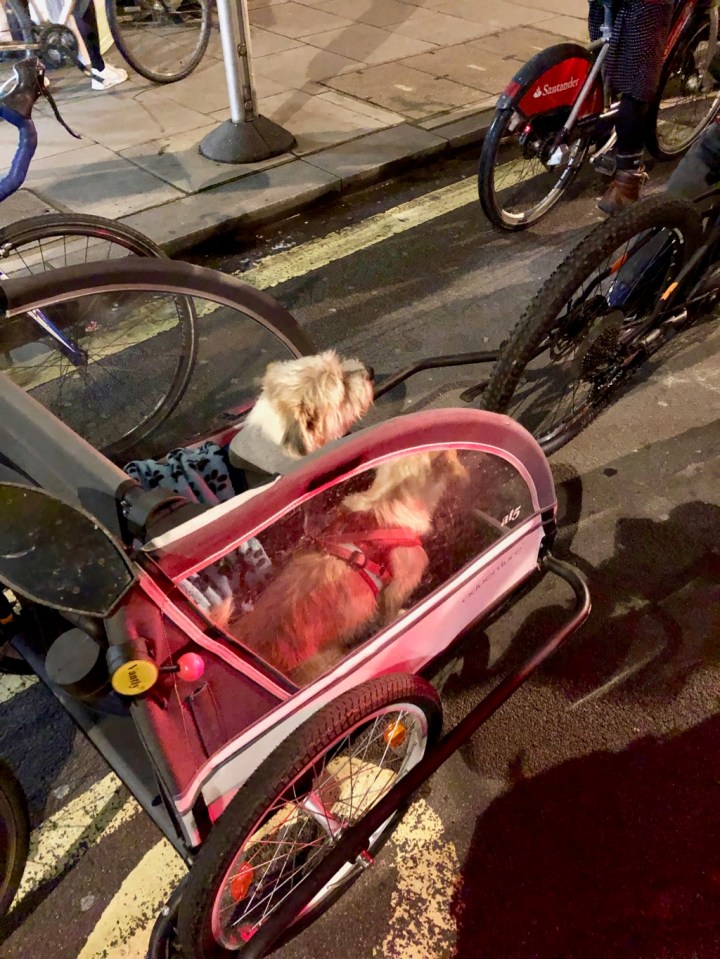 Even had some canine companions