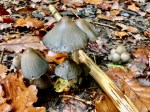 Autumn shrooms in abundance