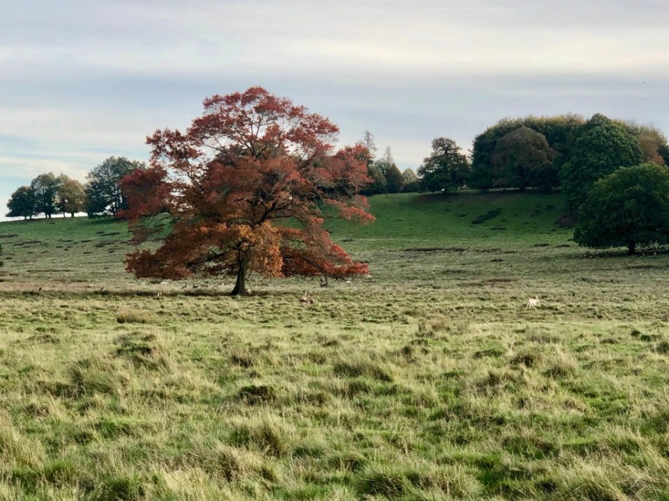 Trip to nearby deer park for more learnings