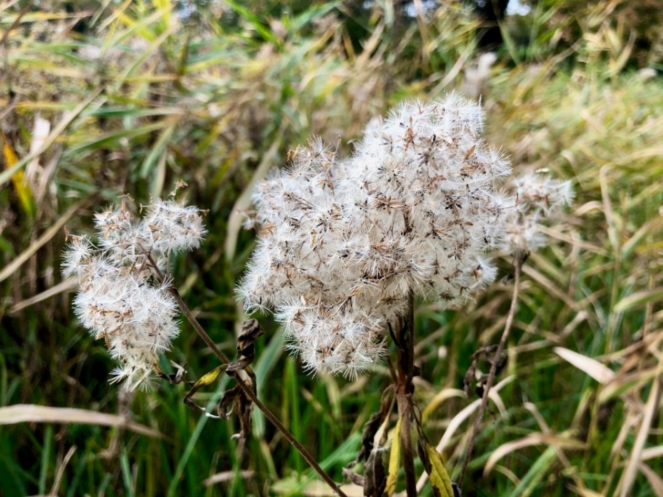 Fluffy seed heads perfect for tinder or coal extender