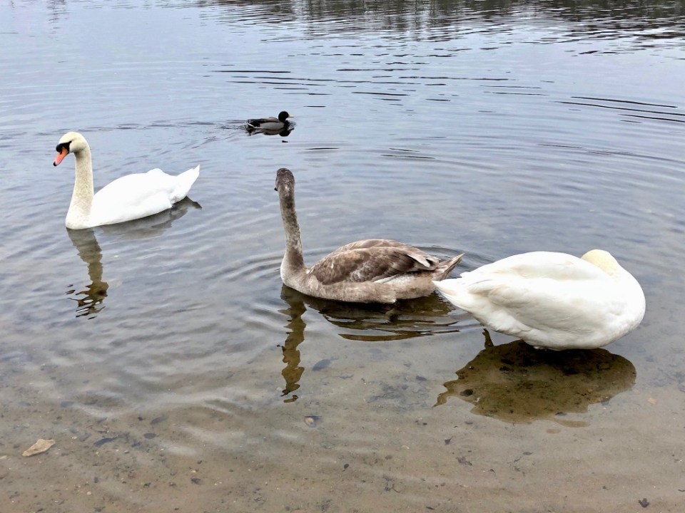Adult swans keeping watch over their youngster