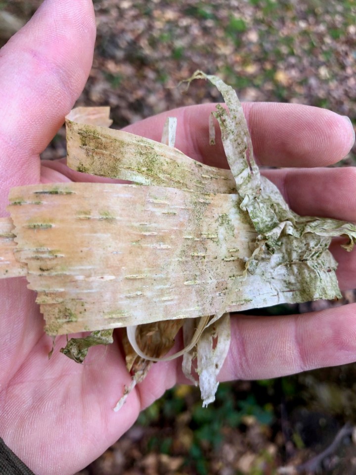 Birch bark - the Betulin it contains means it lights easily